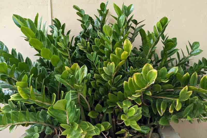 ZZ Plant, Fern Arum, Zanzibar, Gem, Zamioculcas zamiifolia, Houseplant