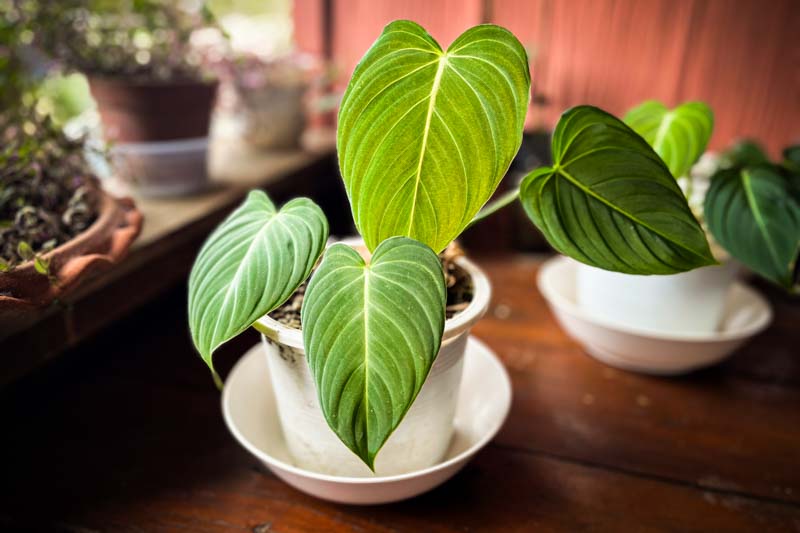 Philodendron Gloriosum, House Plant, Houseplant