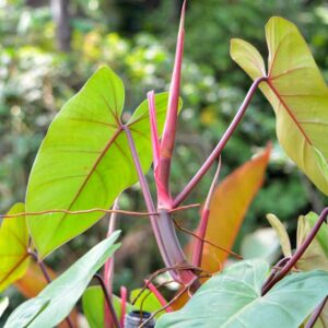 Philodendron erubescens, Blushing philodendron, red-leaf philodendron, Houseplant, Houseplants