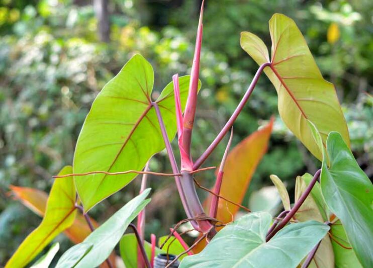 Philodendron Erubescens Blushing Philodendron Plant Care 101 Philodendron Erubescens Blushing Philodendron Plant Care 101