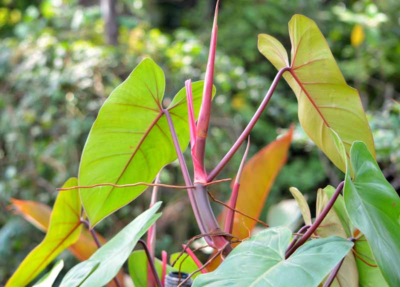 Philodendron erubescens, Blushing philodendron, red-leaf philodendron, Houseplant, Houseplants