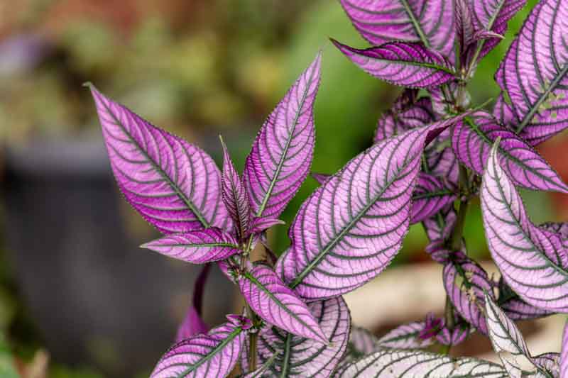 Persian Shield, Foliage Plant, Strobilanthes dyerianus, Tropical Plant, Purple Leaves