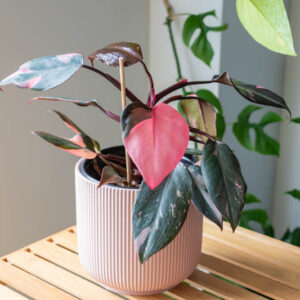 Pink Princess Philodendron, Philodendron Pink Princess, House Plant, Houseplant, Pink Houseplant