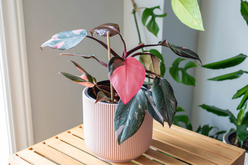 Pink Princess Philodendron, Philodendron Pink Princess, House Plant, Houseplant, Pink Houseplant