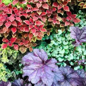 Foliage, Fall Foliage, Foliage Definition, Foliage Plants, Coleus, Heuchera, Coral Bells