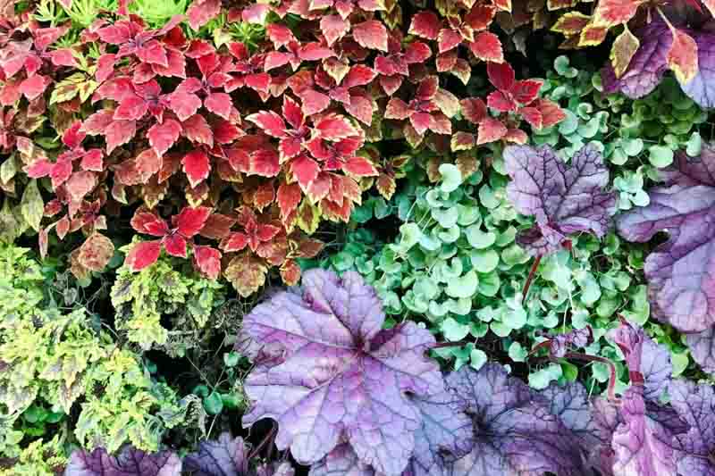 Foliage, Fall Foliage, Foliage Definition, Foliage Plants, Coleus, Heuchera, Coral Bells