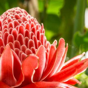 Torch Ginger, Tropical Flower, Etlingera elatior