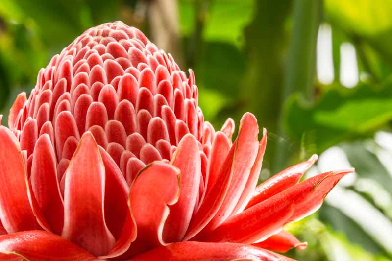 Torch Ginger, Tropical Flower, Etlingera elatior