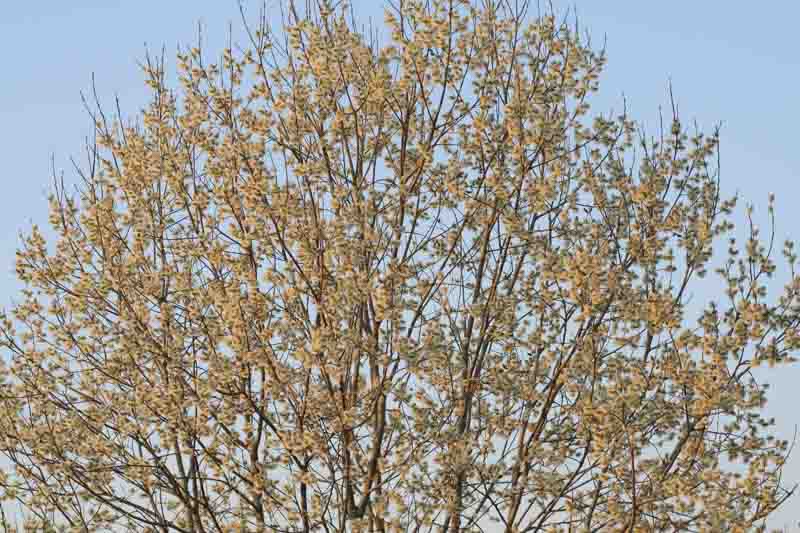 Pussy Willow, Pussy Willows, Salix discolor, Salix caprea