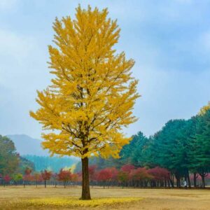 Ginkgo biloba, ginkgo tree, ginkgo biloba tree, fall color