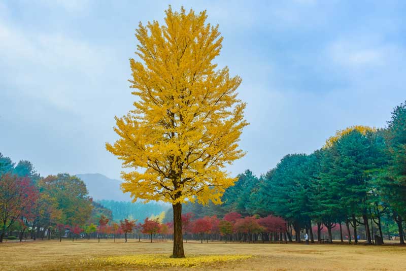 Ginkgo biloba, ginkgo tree, ginkgo biloba tree, fall color