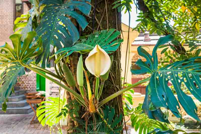 Monstera deliciosa, Swiss Cheese Plant, Houseplant, Indoor Plant, Monstera Fruit, Monstera Leaf