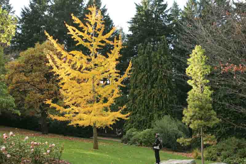 Ginkgo biloba, ginkgo tree, ginkgo biloba tree, fall color