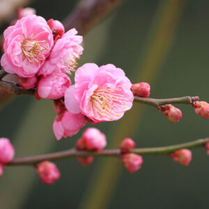 Plum blossom, Prunus mume, Japanese Apricot, Chinese Plum, Japanese Plum,