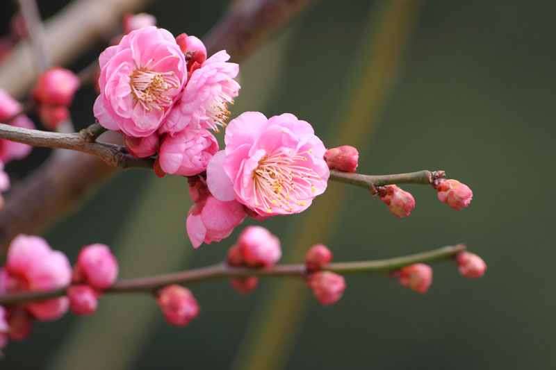 Plum blossom, Prunus mume, Japanese Apricot, Chinese Plum, Japanese Plum,