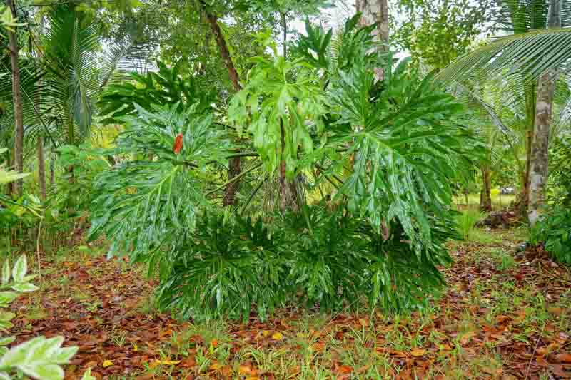 Tree Philodendron, Philodendron bipinnatifidum, horsehead philodendron,fiddle-leaf philodendron, Philodendron selloum