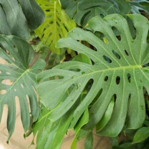 Monstera deliciosa, Swiss Cheese Plant, Houseplant, Indoor Plant, Monstera Fruit, Monstera Leaf