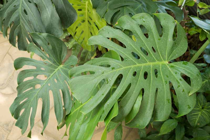 Monstera deliciosa, Swiss Cheese Plant, Houseplant, Indoor Plant, Monstera Fruit, Monstera Leaf