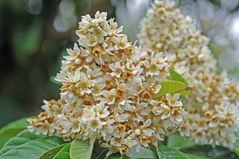 Loquat, Japanese Loquat, Japanese Plum, Eriobotrya japonica