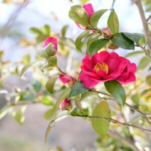Camellia, Camellia sasanqua, Fall Blooming Camellia