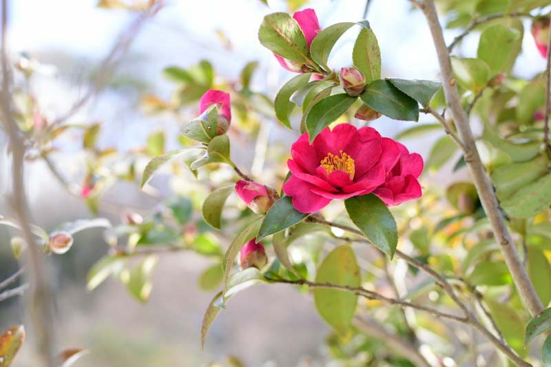 Camellia, Camellia sasanqua, Fall Blooming Camellia