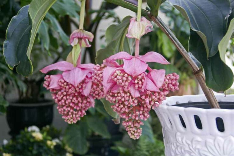 Medinilla magnifica (Rose Grape): All You Need To Know
