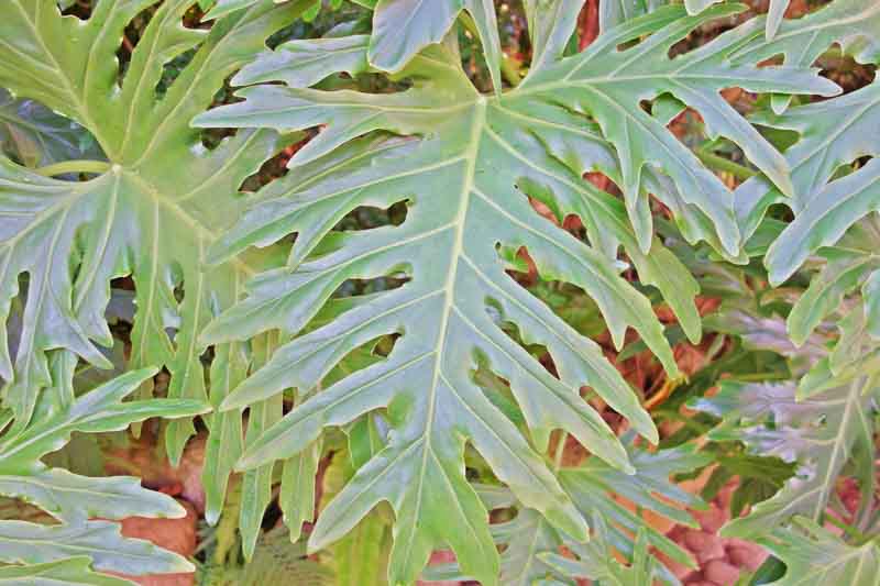 Tree Philodendron, Philodendron bipinnatifidum, horsehead philodendron,fiddle-leaf philodendron, Philodendron selloum