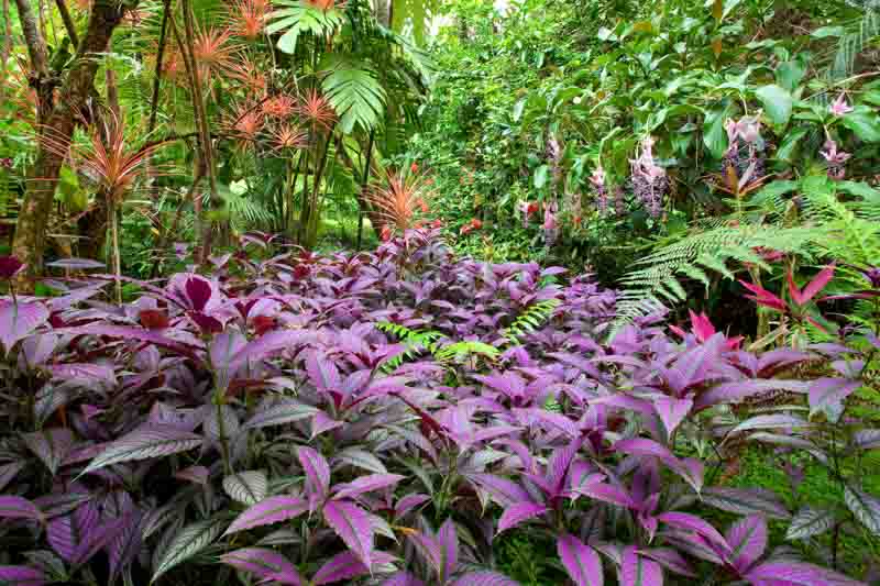 Persian Shield, Foliage Plant, Strobilanthes dyerianus, Tropical Plant, Purple Leaves