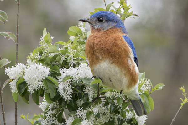 Eastern Bluebird, Sialia sialis, Chinese Fringe Tree