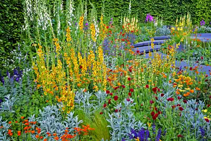 Artemisia, Floxglove, Geranium, Nepeta, salvia, syisyrinchium striatum,Mullein