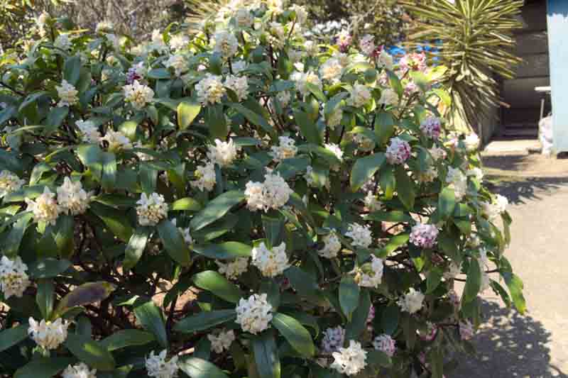 Winter Daphne, Japan daphne, Daphne odora, Winter flowers