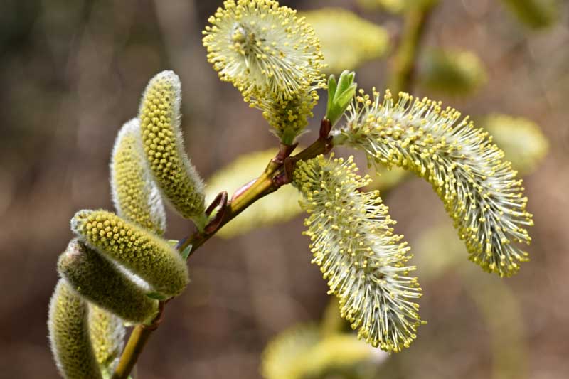 Pussy Willow, Pussy Willows, Salix discolor, Salix caprea