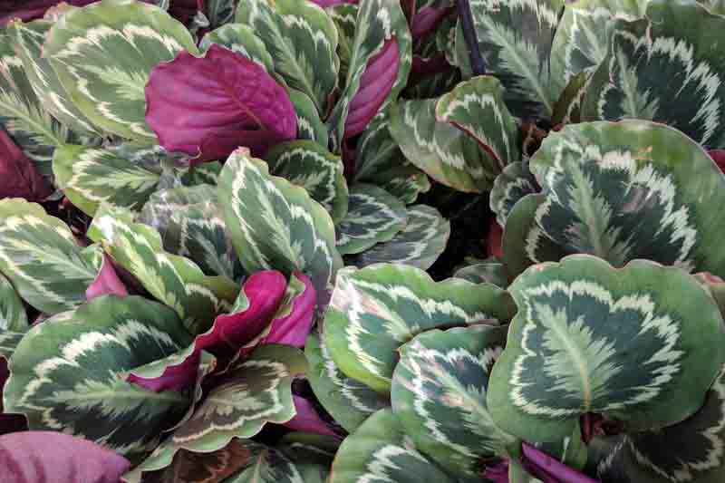 rose-painted calathea, Calathea roseopicta, Calathea 'Roseo Picta', Goeppertia roseopicta