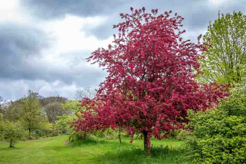 Plum blossom, Prunus mume, Japanese Apricot, Chinese Plum, Japanese Plum,