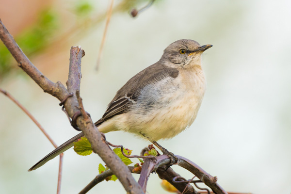 Northern Mockingbird,Mimus polyglottos