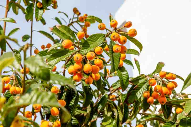 Loquat, Japanese Loquat, Japanese Plum, Eriobotrya japonica