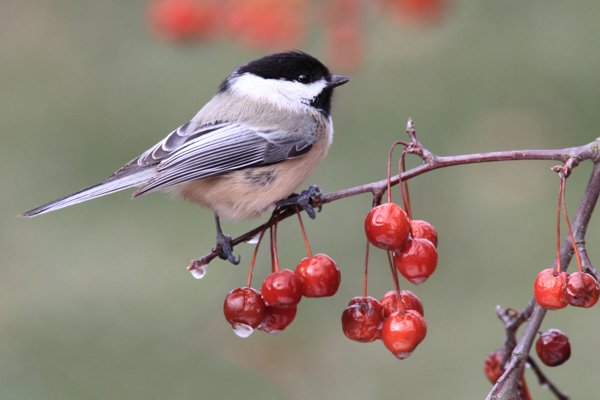 Black-capped Chickadee, Chickadee, poecile atricapilla