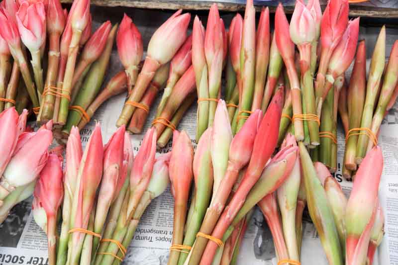 Tropical Flower, Torch Ginger, Ginger Flower, Red Ginger Lily, Torchflower, Torch Lily, Etlingera elatior