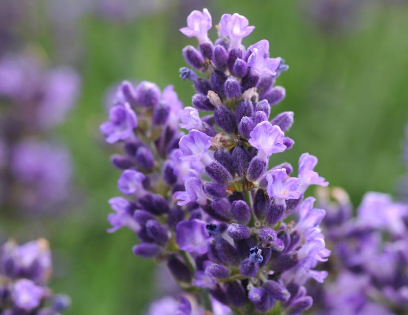 SuperBlue Lavender, SuperBlue English Lavender, lavandula angustifolia SuperBlue, Purple flowers, Drought tolerant flowers, Deer resistant plants, fragrant flowers