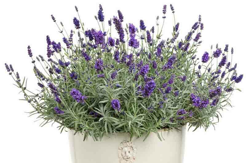 Sweet Romance Lavender, Sweet Romance English Lavender, lavandula angustifolia Sweet Romance, Purple flowers, Drought tolerant flowers, Deer resistant plants, fragrant flowers