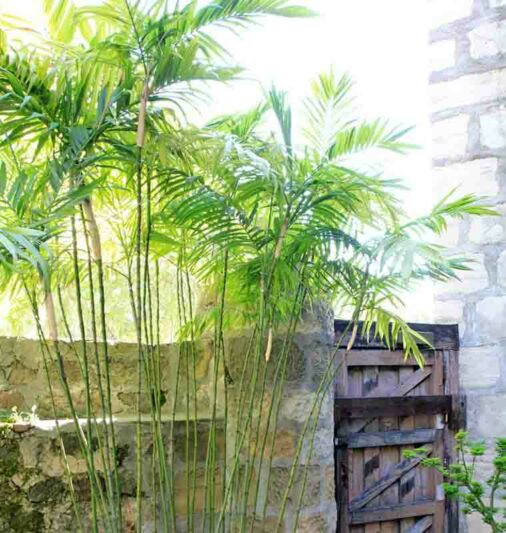 bamboo palm, Chamaedorea seifrizii, Indoor Plants, House Plant, Tropical Plant