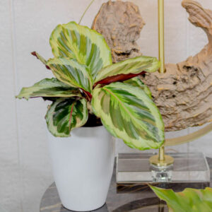 calathea Like a Prayer, Calathea roseopicta, Calathea 'Roseo Picta', Goeppertia roseopicta