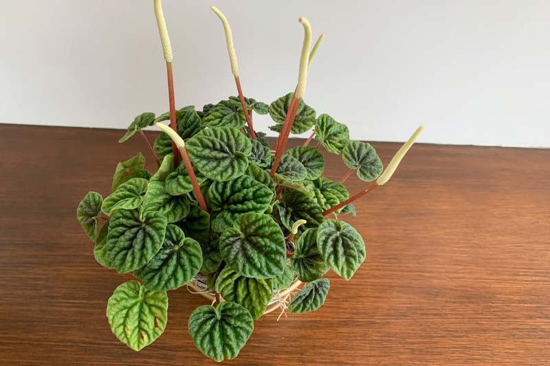 Peperomia caperata, Emerald Ripple Peperomia, Houseplant, House plant