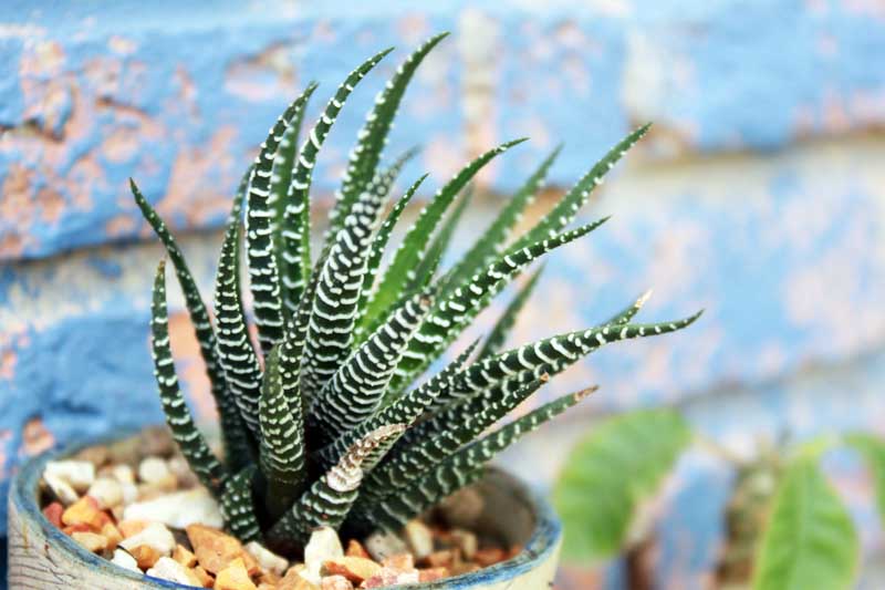 Haworthia attenuata, Zebra Haworthia, Zebra Plant, Succulent, Houseplant