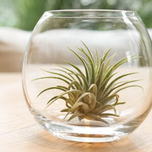 Air plants, Air Plant, Tillandsia, Terrarium, Houseplants