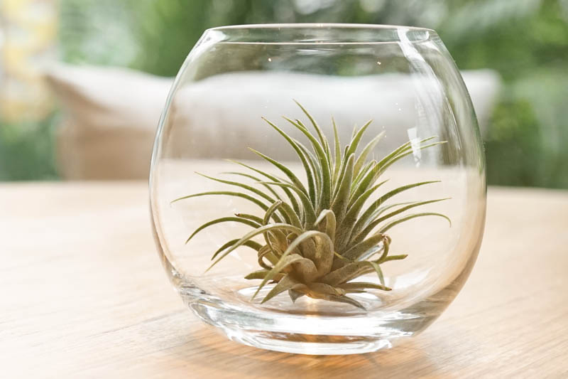 Air plants, Air Plant, Tillandsia, Terrarium, Houseplants