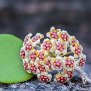 Hoya kerrii, Lucky Heart Plant, Sweetheart Hoya, Sweetheart Plant, Sweetheart Valentine Hoya, Valentine Hoya, Wax Hearts