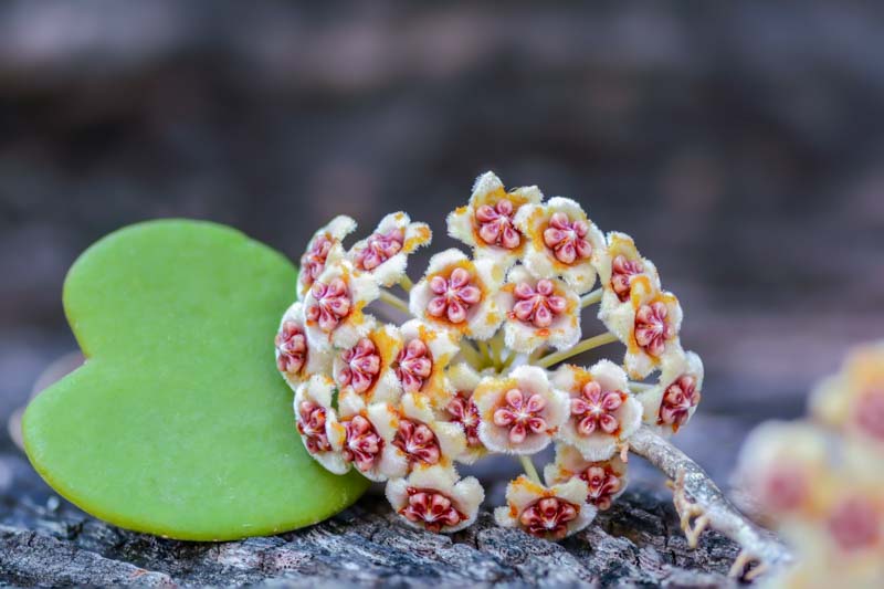 Hoya kerrii, Lucky Heart Plant, Sweetheart Hoya, Sweetheart Plant, Sweetheart Valentine Hoya, Valentine Hoya, Wax Hearts