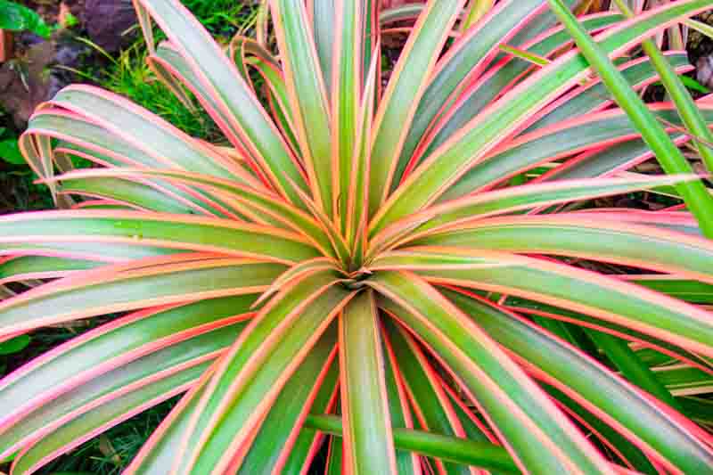 Dracaena marginata 'Colorama', Madagascar Dragon Tree 'Colorama', Dracaena Colorama, Drought tolerant shrub, drought tolerant tree