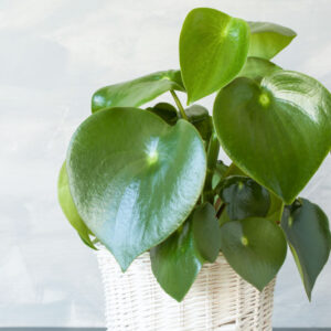 Peperomia polybotrya, Raindrop Peperomia, Houseplant,House Plant